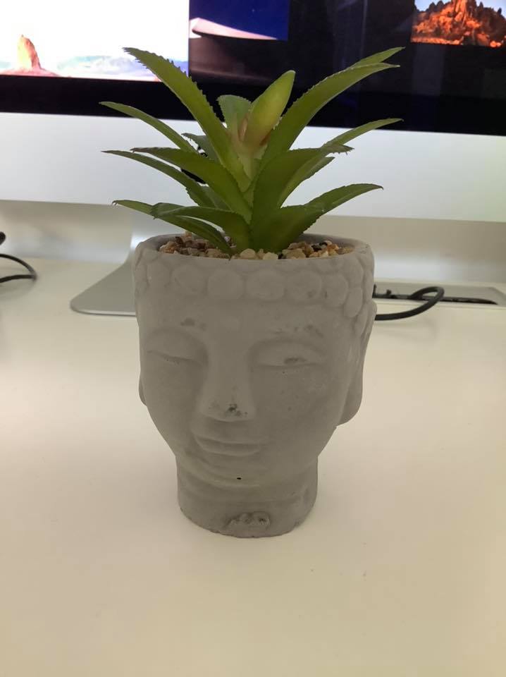 BUDDHA HEAD SUCCULENT