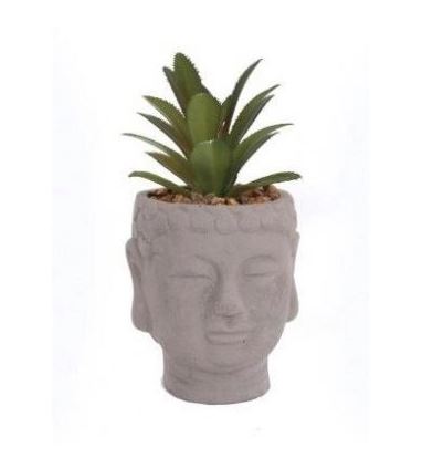 BUDDHA HEAD SUCCULENT