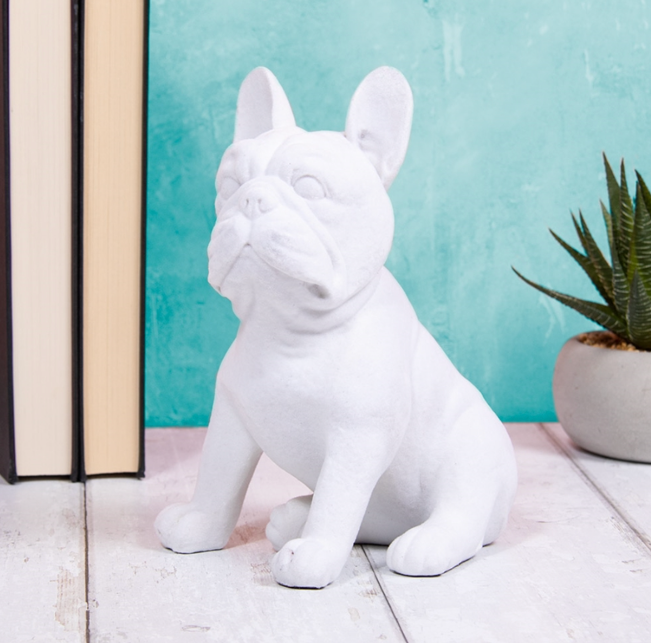 White Velvet French Bulldog