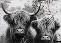 Highland Cow Couple Artwork - available in various sizes