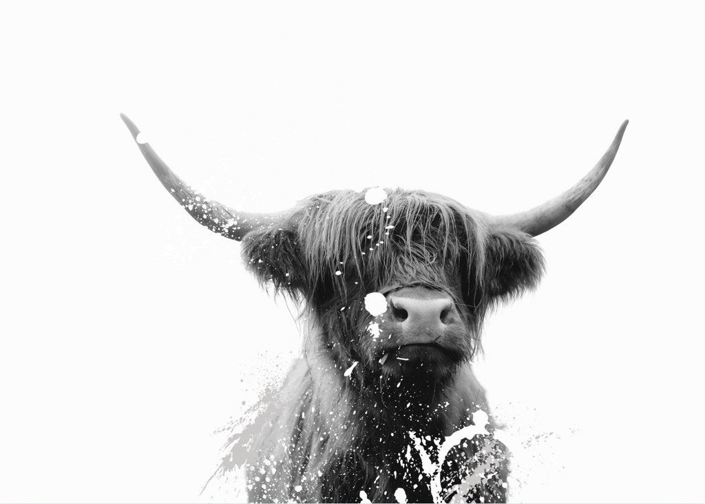 Highland Cow paint splash Artwork
