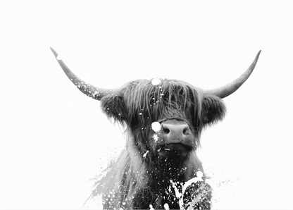 Highland Cow paint splash Artwork