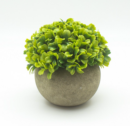 Small Green Plant In Pot
